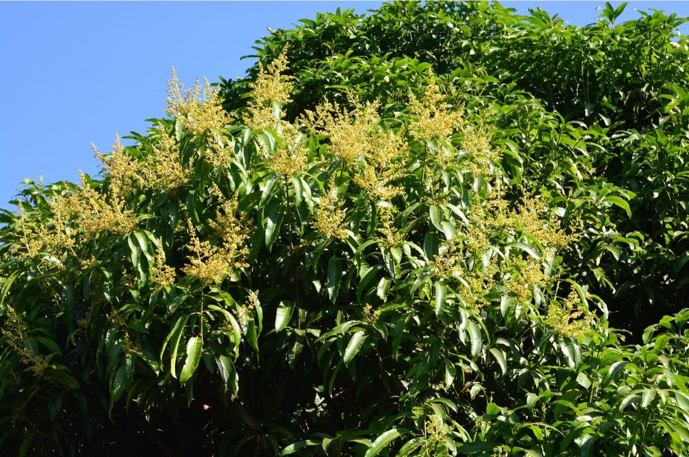 MODERN HARVEST orchards in Gir
