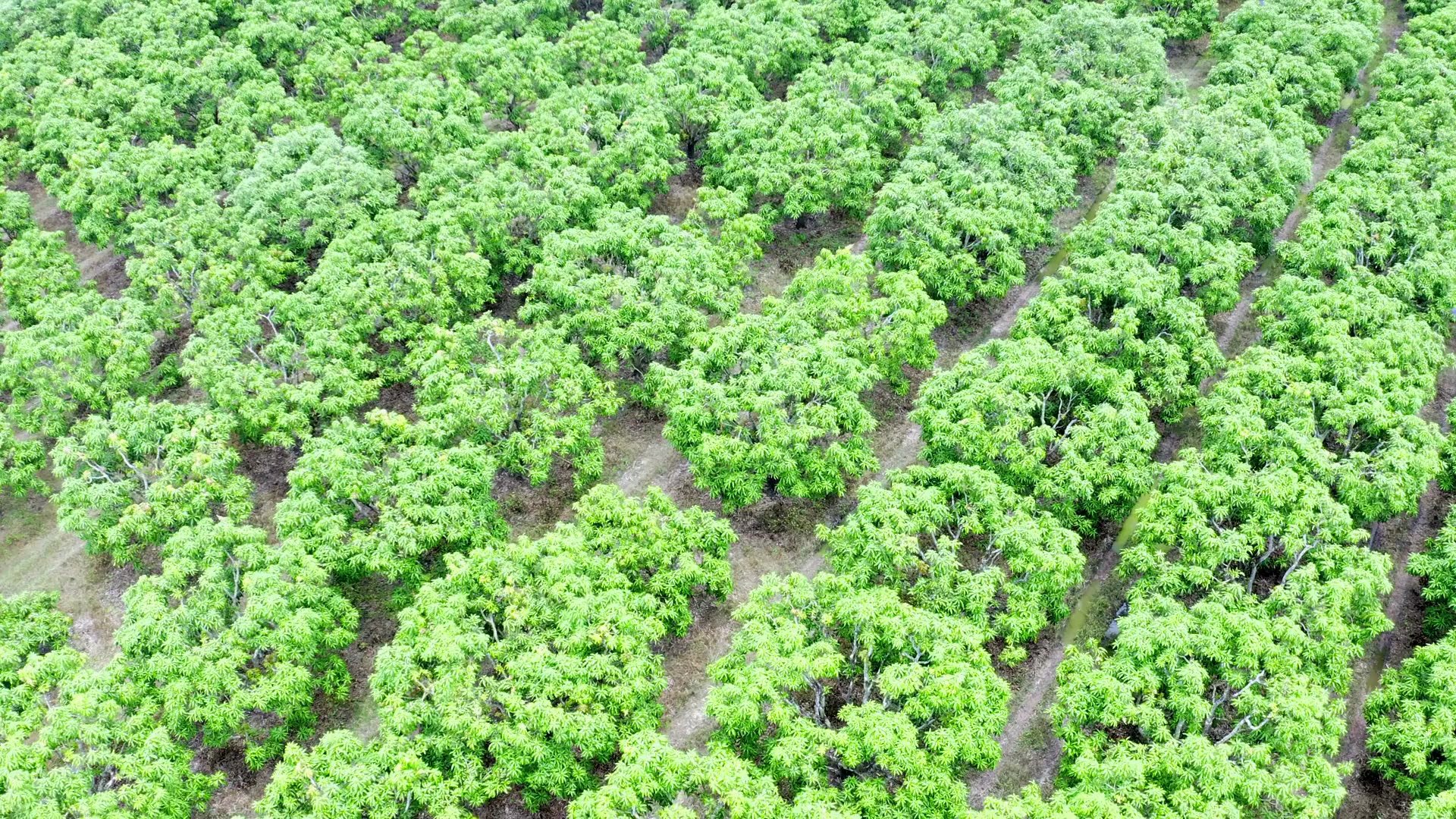 Aerial view of MODERN HARVEST Kesar mango orchards in Talala, Gir