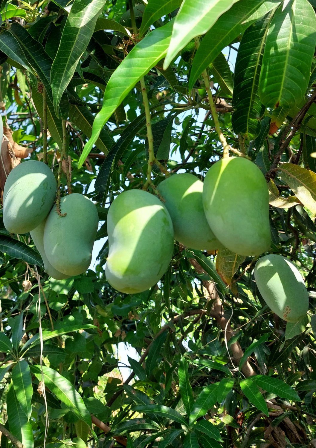 Gir Kesar mangoes